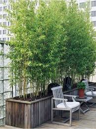 Check spelling or type a new query. Useful Tips For Growing Bamboo Plants In Pots