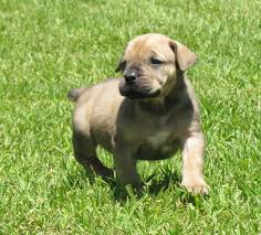 24 ads for boerboel dogs or puppies for sale in adopt a pet in gauteng. Boerboel Puppies In Vereeniging 13 12 2019