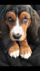 Maybe you would like to learn more about one of these? Puppyfinder Com Basset Hound Puppies Puppies For Sale Near Me In North Branch Minnesota Usa Page 1 Displays 10