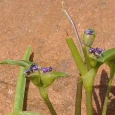 Image result for Cyanotis lanata