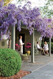 We did not find results for: Wisteria Vines With Purple Flowers Also Grow As Trees Shrubs Southern Living