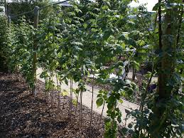Es gibt frühe und späte himbeerarten. Himbeeren Schneiden Landesbetrieb Landwirtschaft Hessen