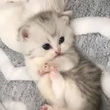 чем больше я узнаю людей тем больше я люблю собак 