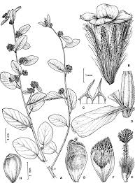 Image result for Waltheria indica