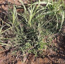 Image result for Dinebra