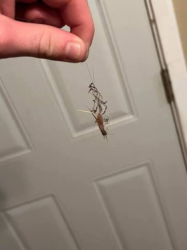 I just spotted a horrifying, many-legged creature sprinting across my  basement floor. It looks almost prehistoric, with long, oversized antennae. Should  I be worried about it?***...More in the comments***