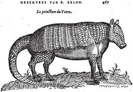 Image result for Paratheria