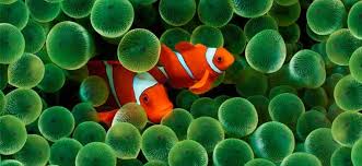 Bilimsel Adi Quot Amphipron Ocellaris Quot Olan Bir Cogumuzun Quot Kayip Balik Nemo Quot Olarak Tanidigi Palyaco Baligi Ve Ozellikle Kayip Balik Nemo Balik