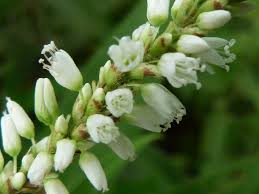 Image result for Persicaria barbata