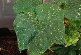 Cucumber Cucumber Vine And Leaves Problem