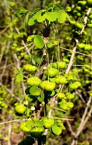 Image result for Phyllanthus pinnatus