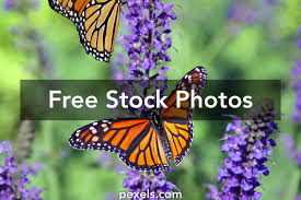 To created add 29 pieces, transparent butterflies images of your project files with the background cleaned. 1 000 Best Butterfly Photos 100 Free Download Pexels Stock Photos