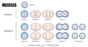 meiosis images stock photos vectors shutterstock