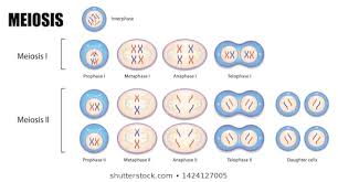 Meiosis Images Stock Photos Vectors Shutterstock