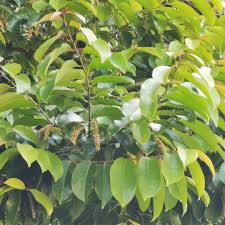 Image result for Homalium dentatum