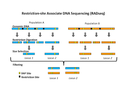 You can change the options for the defaults. Restriction Site Associated Dna Markers Wikipedia