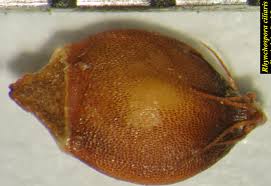 Image result for Rhynchospora eximia