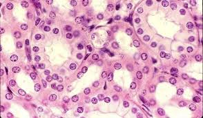 Simple Cuboidal Histology Slides Microscopic Cells Human Anatomy And Physiology