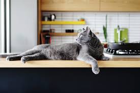 Just click on any of the thumbnail images of your choice and then right click and save the bigger image. How To Pet Proof Your Kitchen Space Reader S Digest