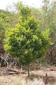Image result for Drypetes sclerophylla