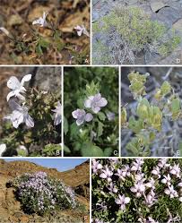 Image result for Barleria spinulosa