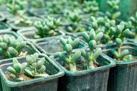 Image result for Delosperma spp.