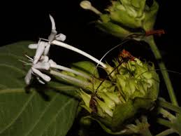 Image result for Clerodendrum umbellatum