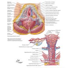 Learn about the placement of the skeletal and muscular structures. Female Anatomy Tablon