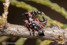 Image result for Oxyrhachis