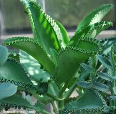 Kalanchoe Kalanchoe Daigremontiana Planta Mala Madre Plantas