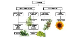 Among these were the spu. 5th Grade Science Trivia On Classification Of Plants Quiz Proprofs Quiz