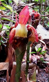 Image result for Aframomum angustifolium