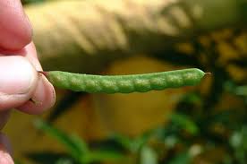 Image result for Aeschynomene leptophylla