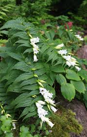 Image result for Gentiana asclepiadea alba