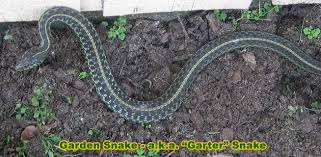 Garden Snake Information Facts Gardener Snake