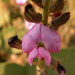 Image result for Adenodolichos punctatus