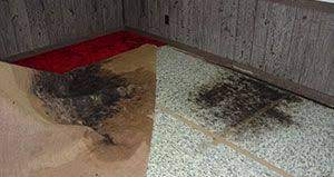 If your home had some flooding and the carpet was damp for more than 24 hours, you probably have some mold in your carpets. Mold Under Carpet Clean Black Mold Carpet Molding