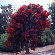 Check spelling or type a new query. Corymbia Ficifolia Red Flowering Gum Seed X20 Ole Lantana S Seed Store