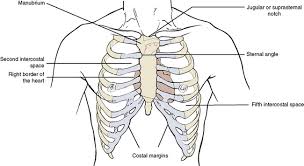 A complete review of the left lateral chest. 3 The Thorax Pocket Dentistry