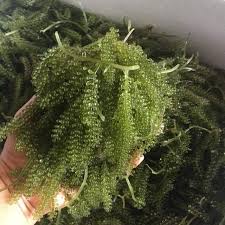 Sabah yang terletak di kawasan segi tiga batu karang antara penyumbang kepada pengeluaran rumpai laut merah (rhodophyceae) spesies kappaphycus spp dan eucheuma spp bagi penghasilan biopolimer marin iaitu karagenan terbesar selepas filipina serta indonesia. Latok Sabah Rumpai Laut Shopee Malaysia