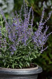 Image result for Perovskia atriplicifolia lacey blue photo