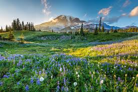 Check spelling or type a new query. Washington Mountains