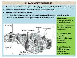 The glycocalyx, also known as the pericellular matrix, is a glycoprotein and glycolipid covering that surrounds the cell membranes of some bacteria, epithelia, and other cells. Glikokaliks Tabakasi 9 Sinif Biyoloji Hucre Zari Ve Madde Alis Verisi Konu Anlatim Sunusu 2019 2020