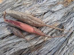 Image result for Elephantorrhiza elephantina