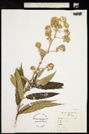 Image result for Astropanax goetzenii