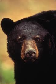 Black Bear Population By State 2019 American Black Bear American Black Bear Black Bear Bear