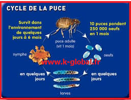 Le produit efficace apparemment pour lutter contre les puces de plancher serait de passer le parquet à l'essence de térébenthine pure ou diluée avec un peu de cire, en aérant bien pendant l'opération et après. Comment Se Debarrasser Des Puces Dans La Maison