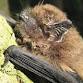 Halloween Extended Bat Walk at North Cave Wetlands event image