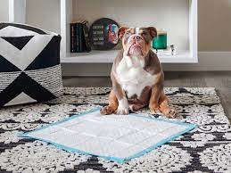 Find a place where you can place the litter box. How To Potty Train A Puppy According To A Professional Dog Trainer