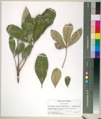 Image result for Oldfieldia